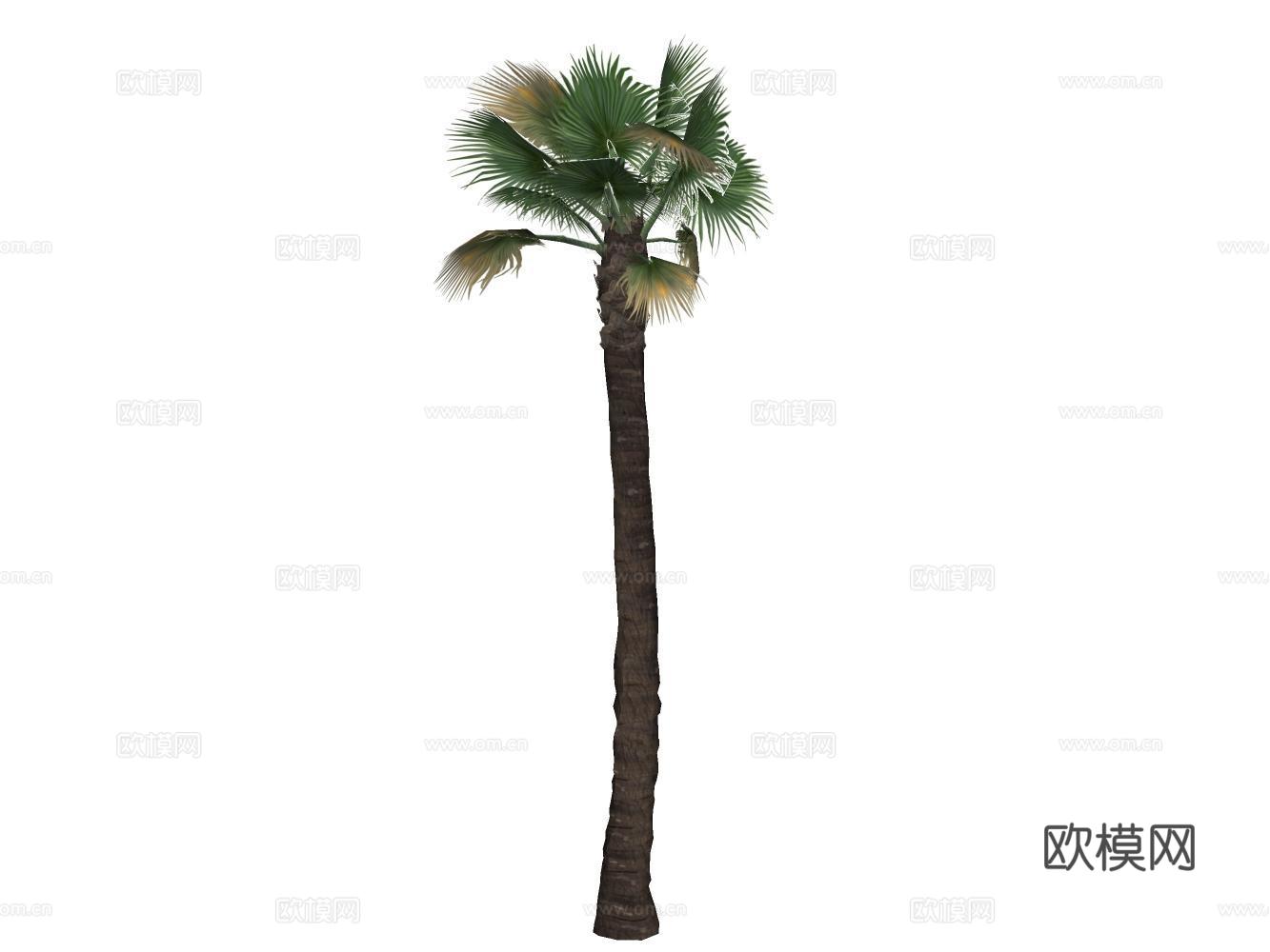 芭蕉树su模型