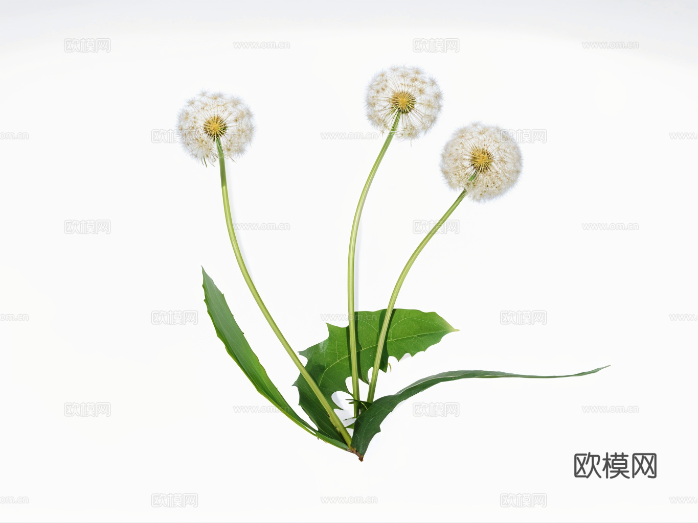 蒲公英su模型