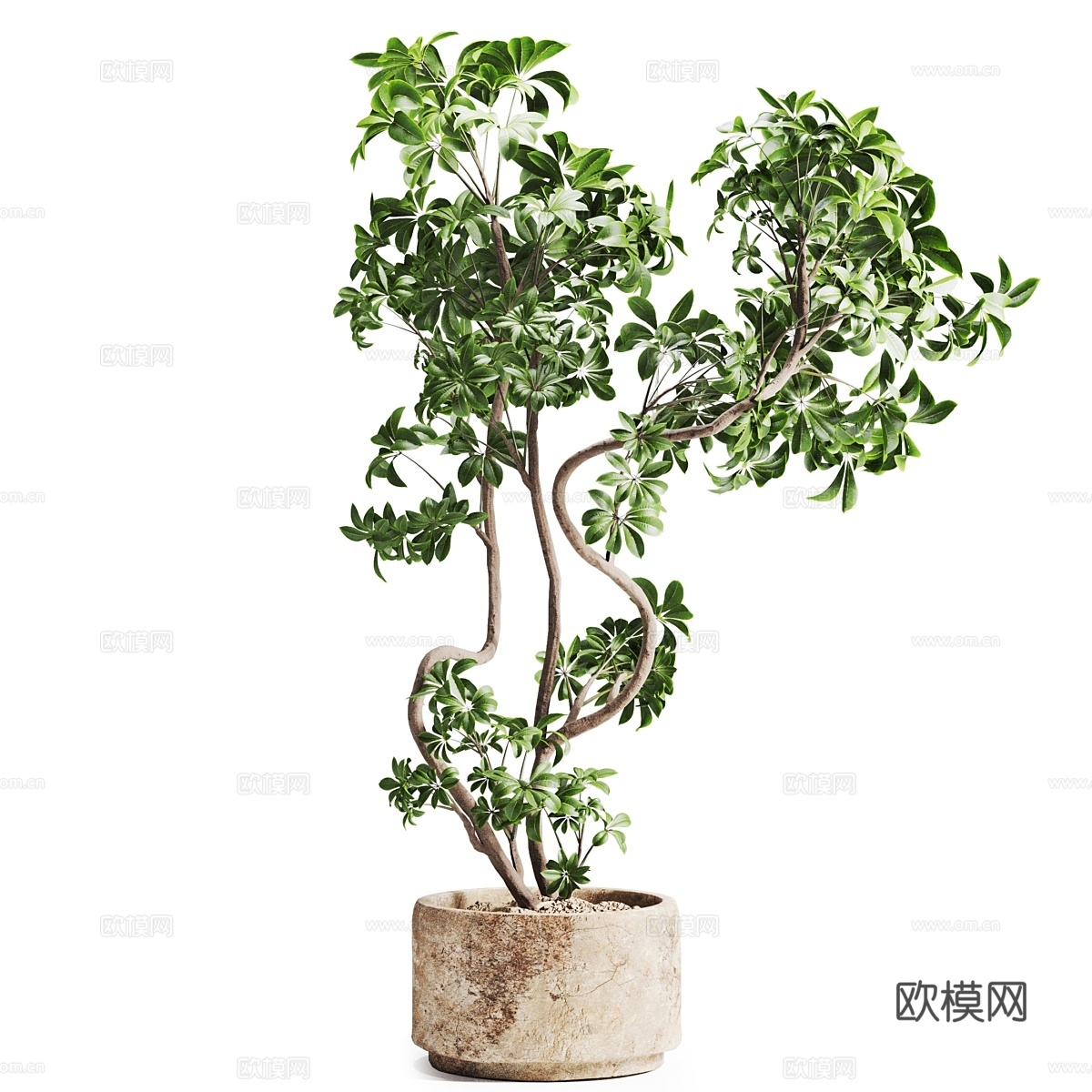 雪佛莱拉植物石盆3d模型