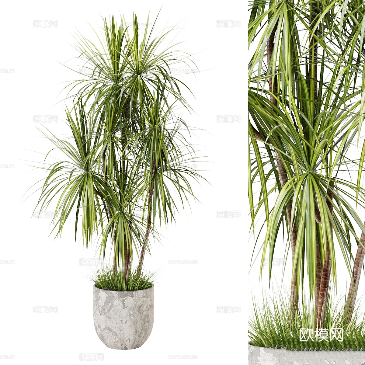 室内大型龙血树植物3d模型