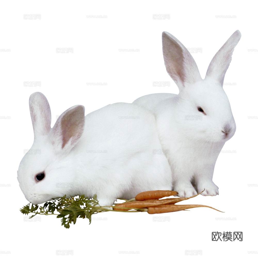 兔子 动物