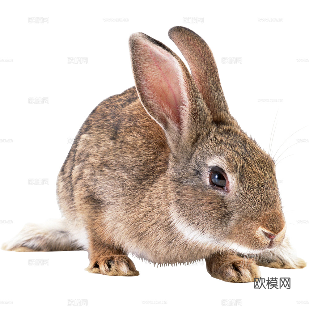 兔子 动物