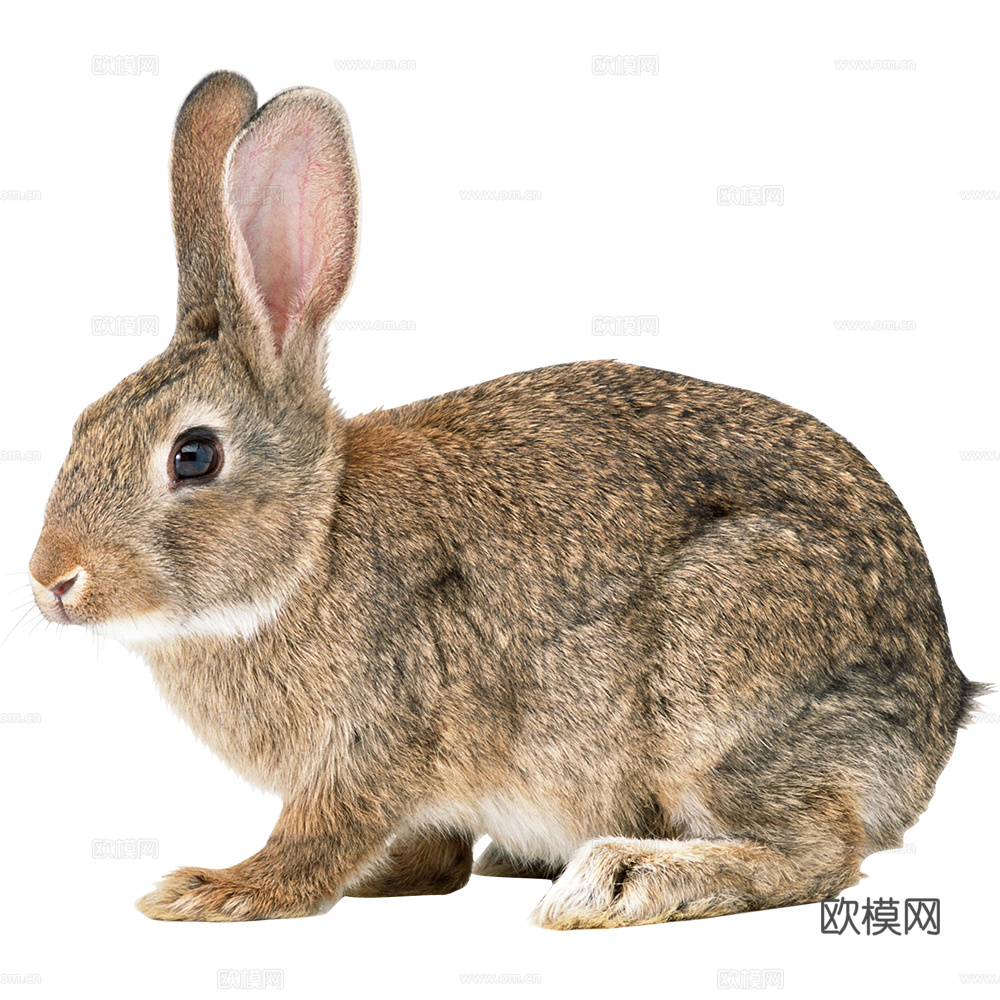 兔子 动物