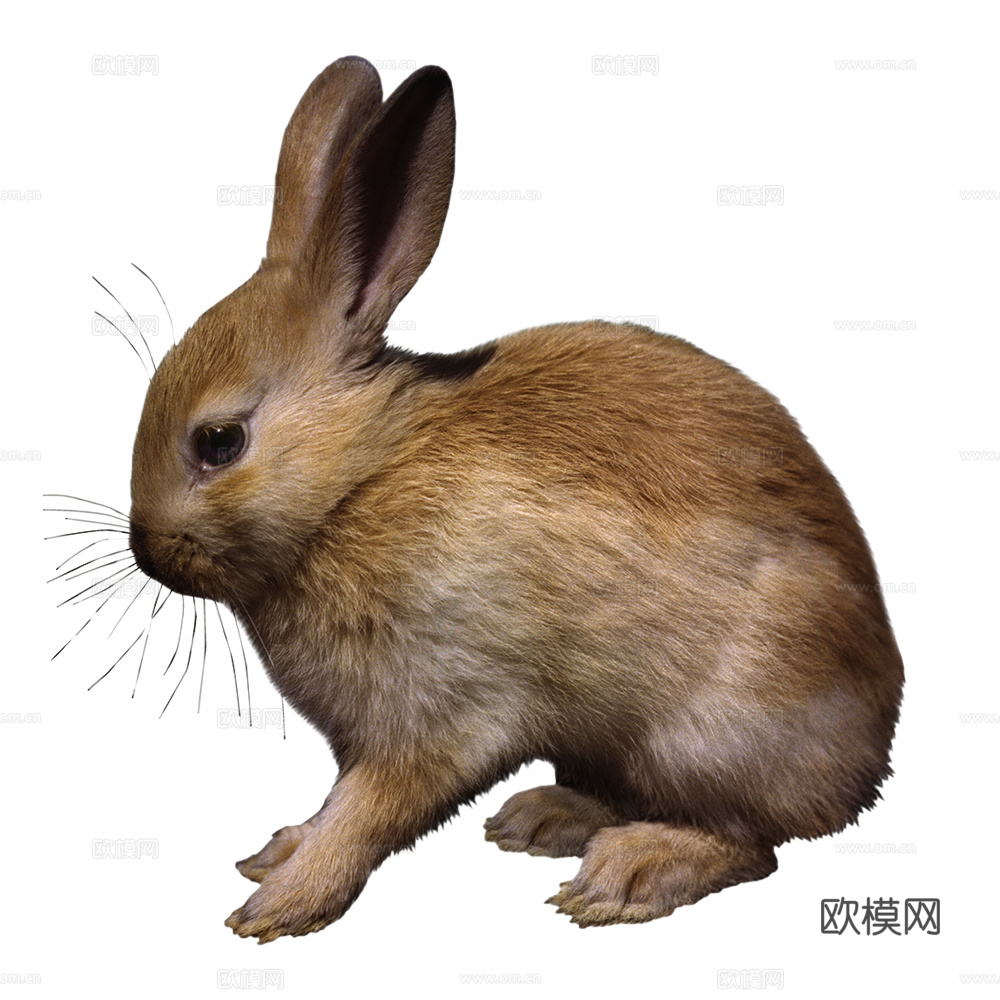 兔子 动物