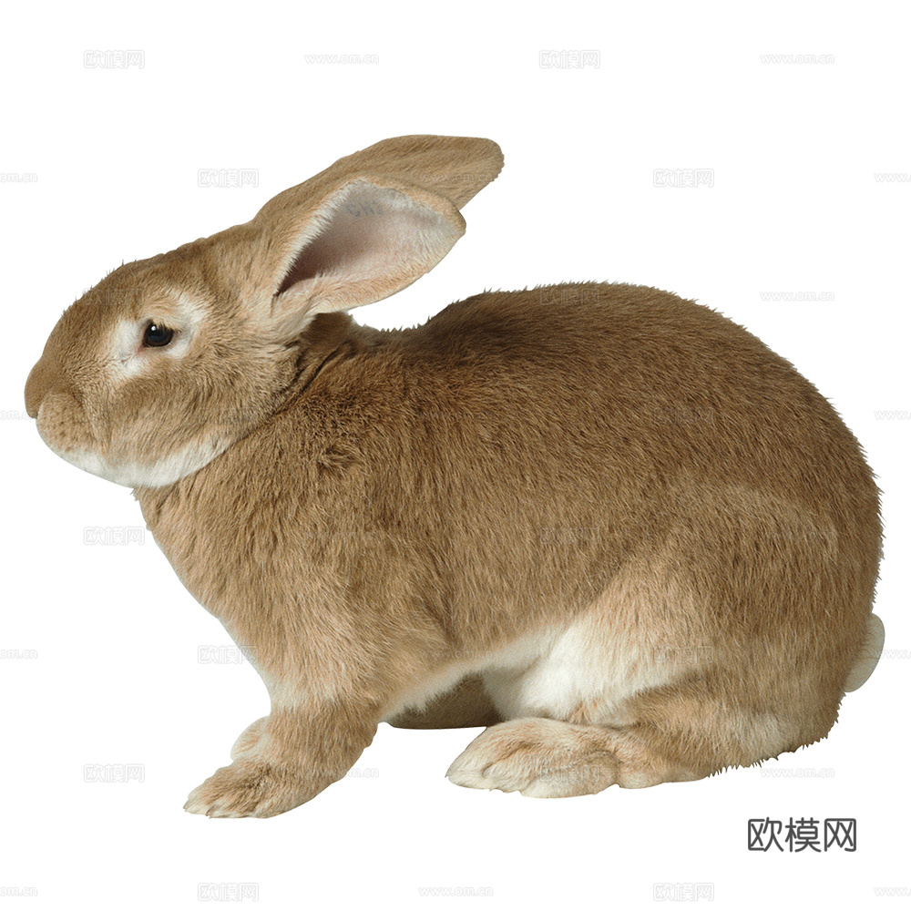 兔子 动物