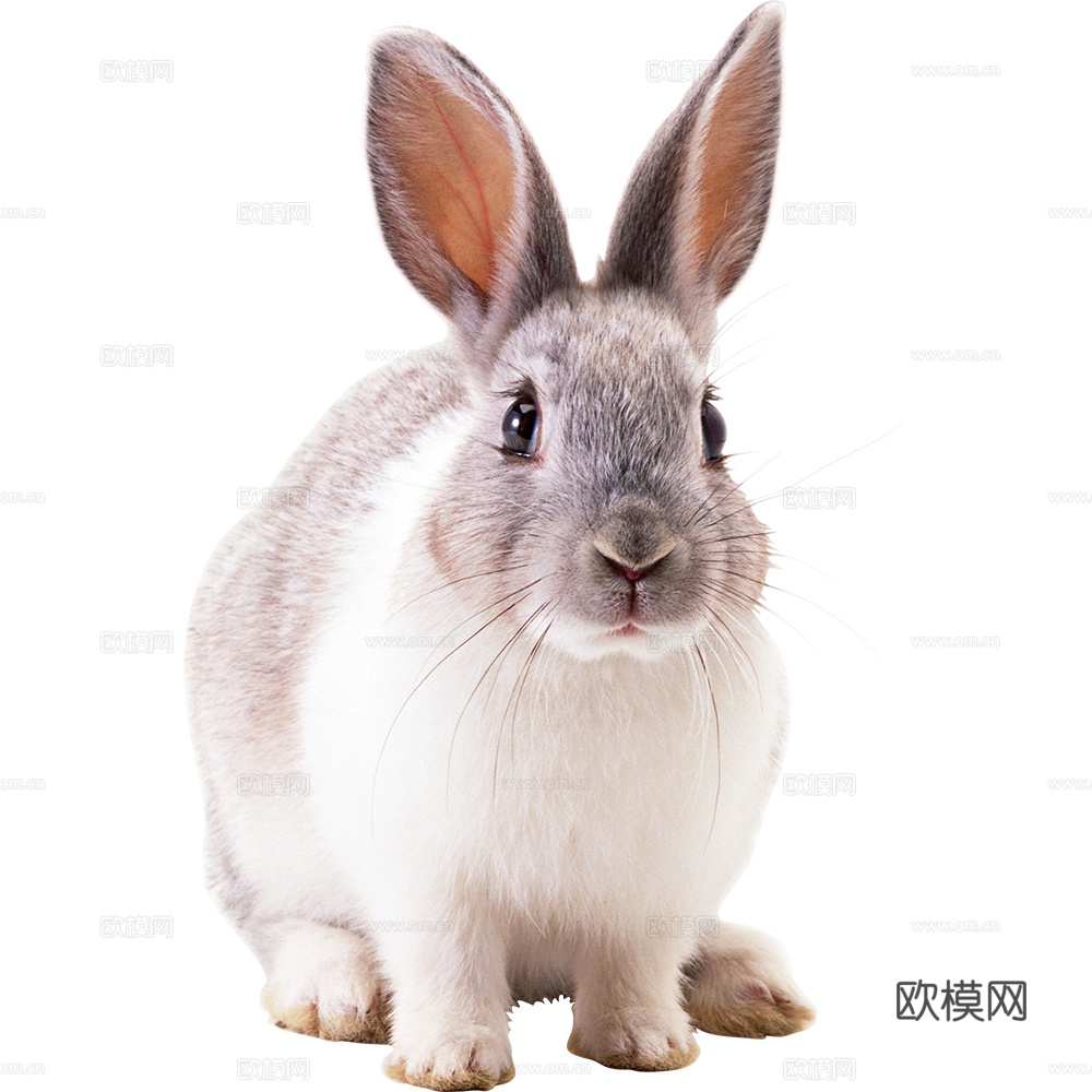 兔子 动物