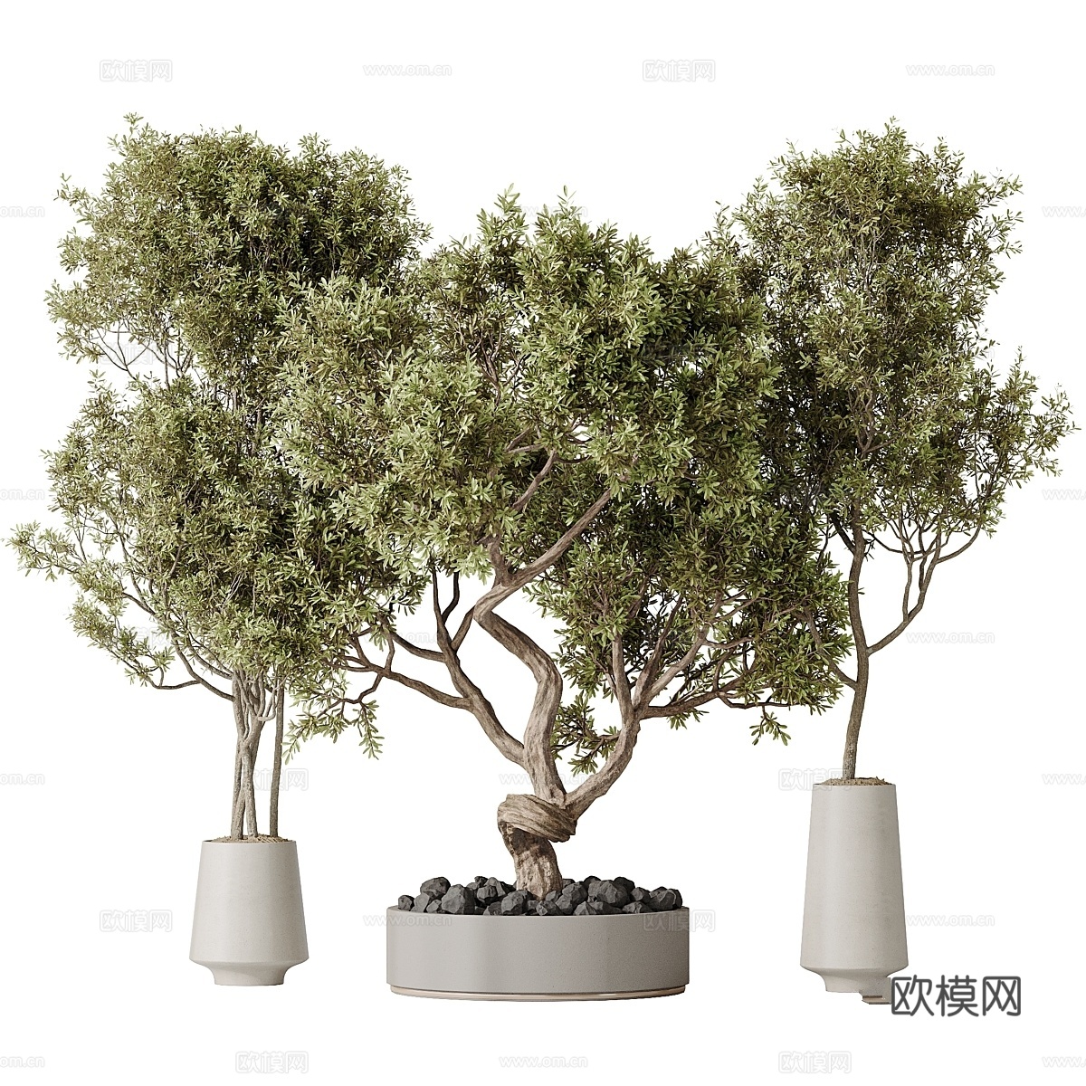室内植物套装 543d模型