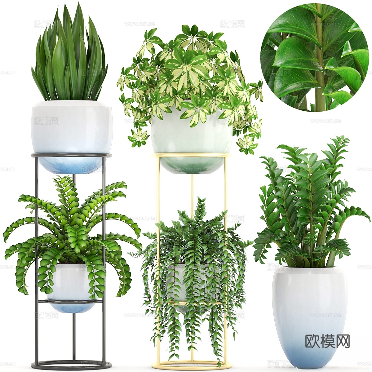 植物收藏。带花架的书架，C3d模型