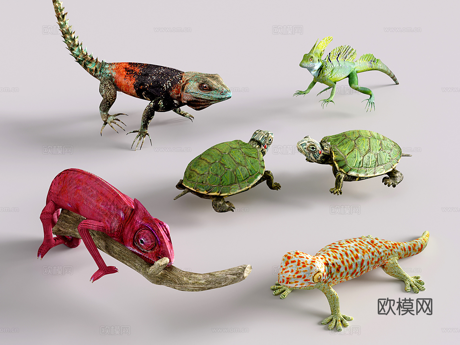 现代爬行类动物 乌龟 变色龙 深林动物3d模型