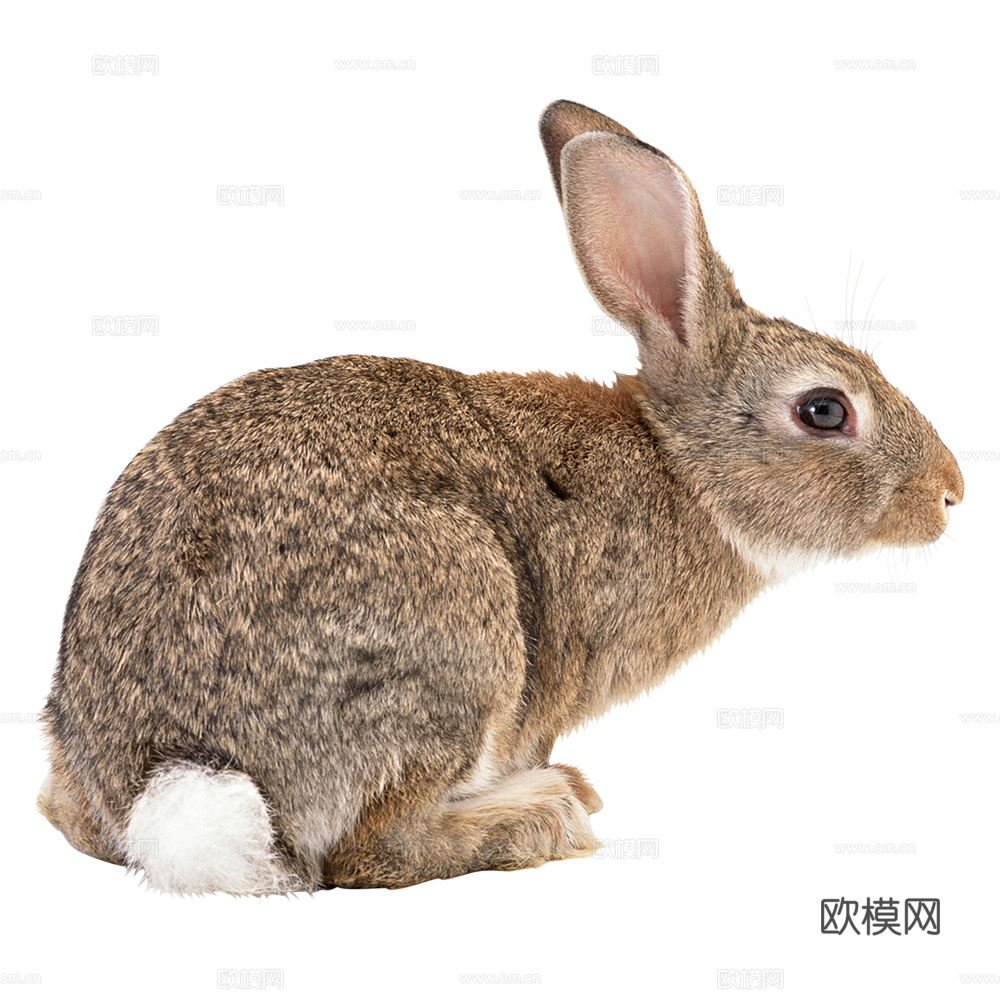 兔子 动物