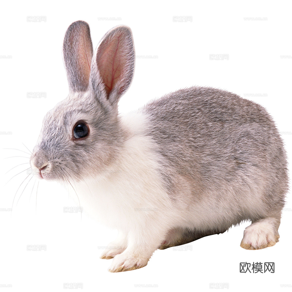 兔子 动物