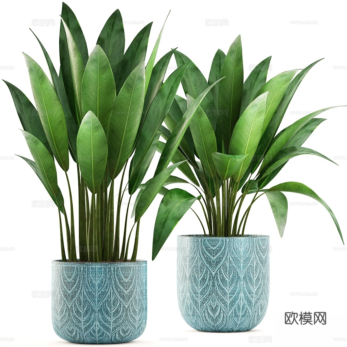 盆栽鹤望兰。灌木、花盆、花盆、斯堪的纳维亚3d模型