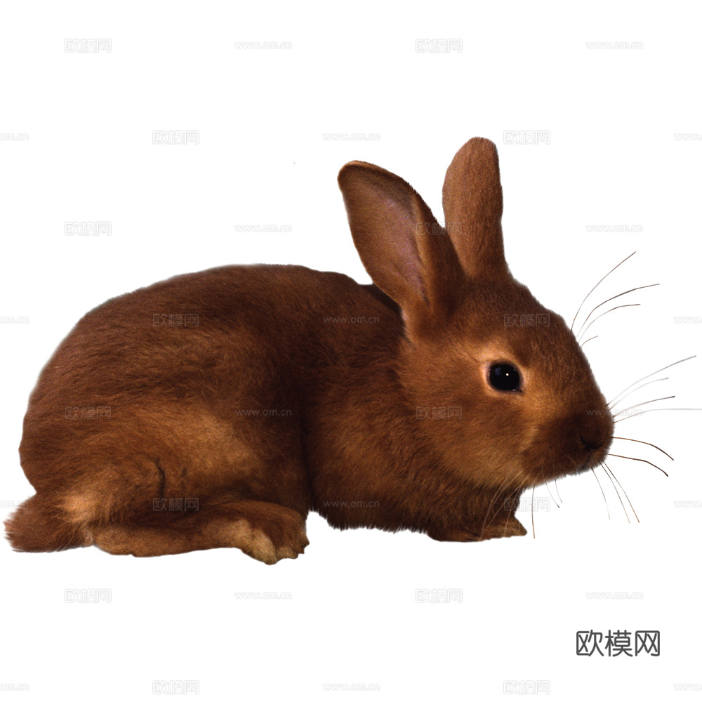 兔子 动物