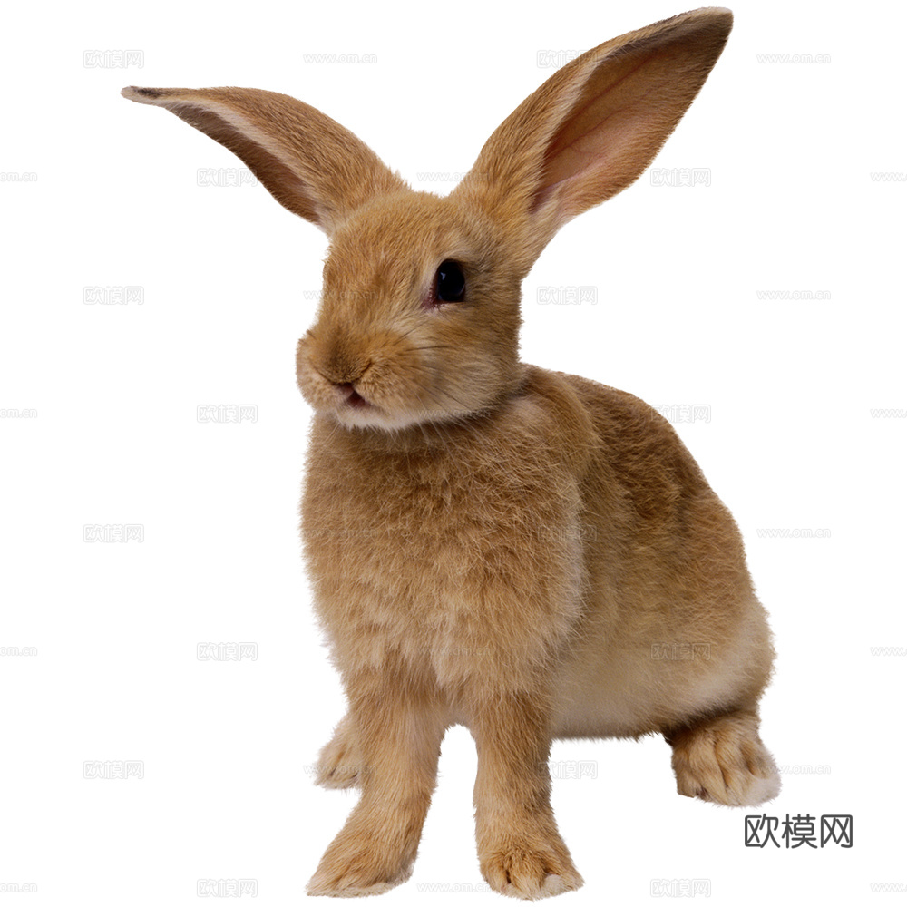 兔子 动物