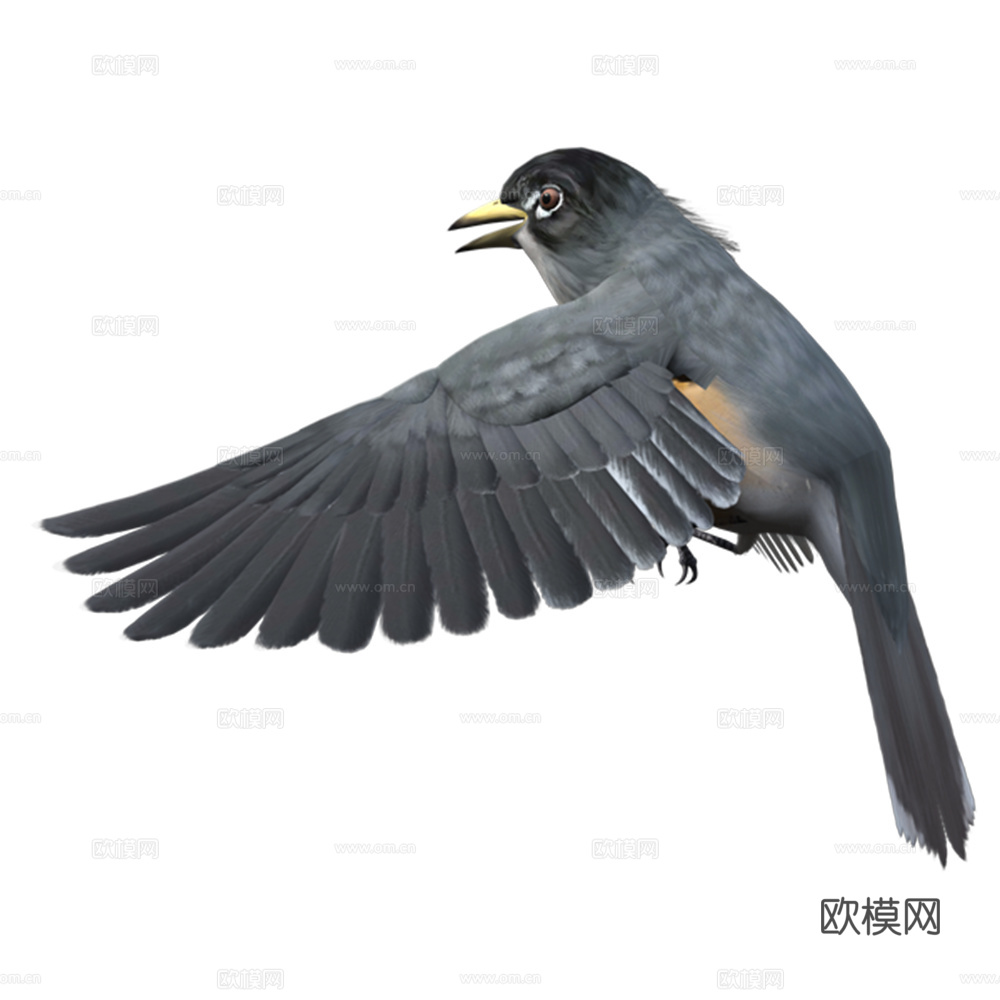 小鸟 鸟 飞禽