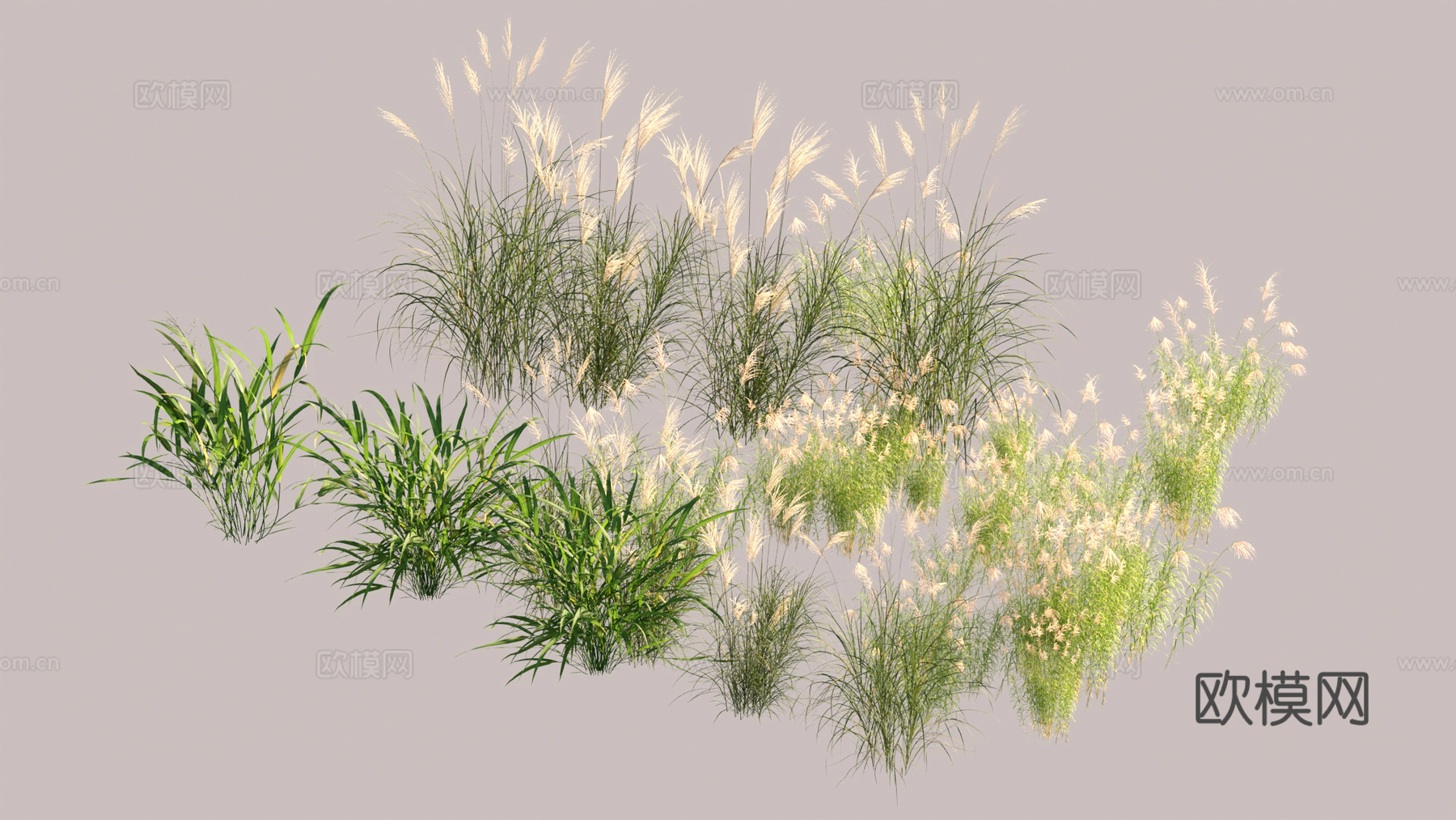植物 水边植物 芦苇 植物组合3d模型