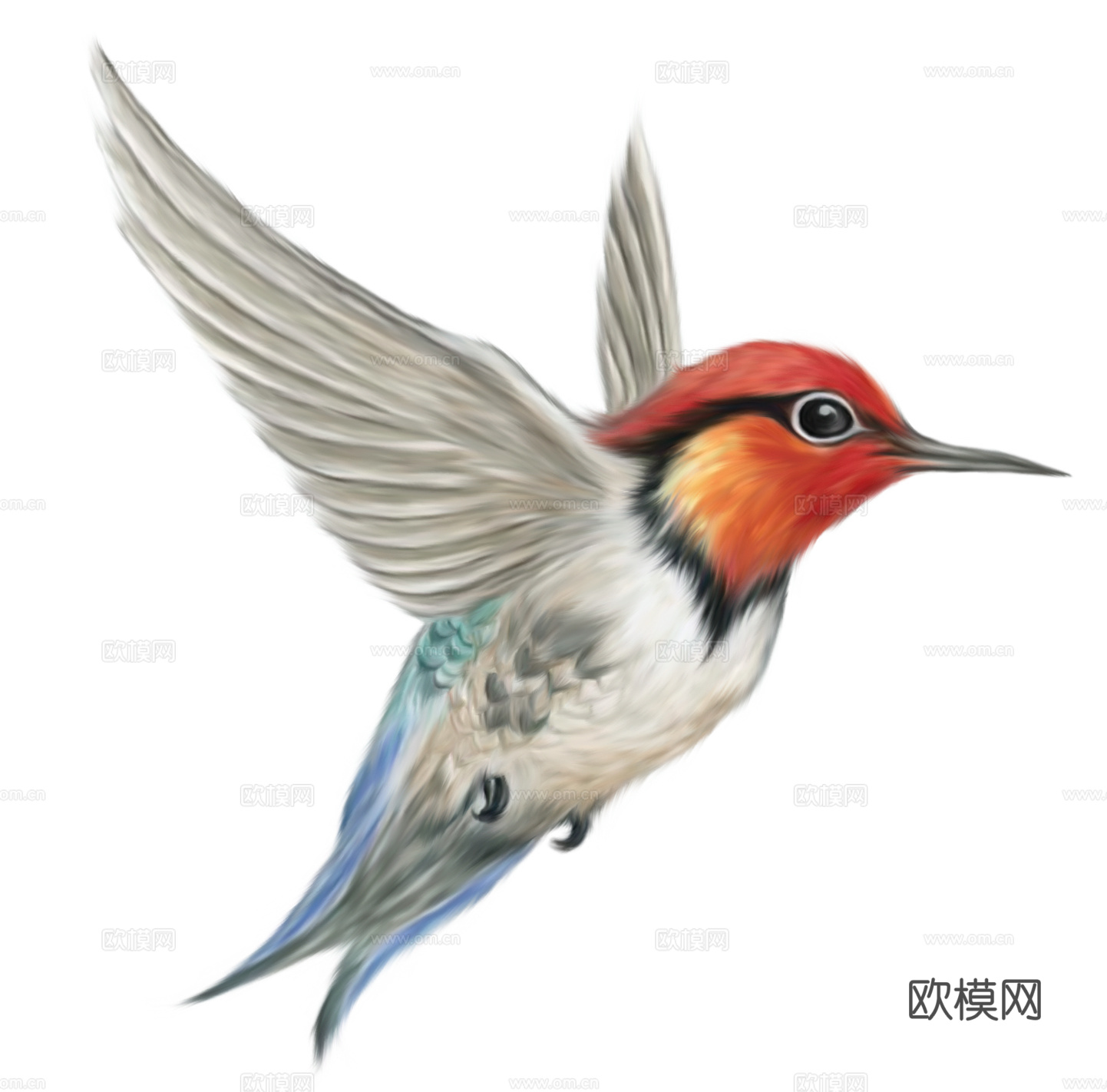 小鸟 鸟 飞禽
