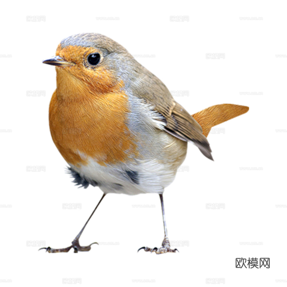 小鸟 鸟 飞禽