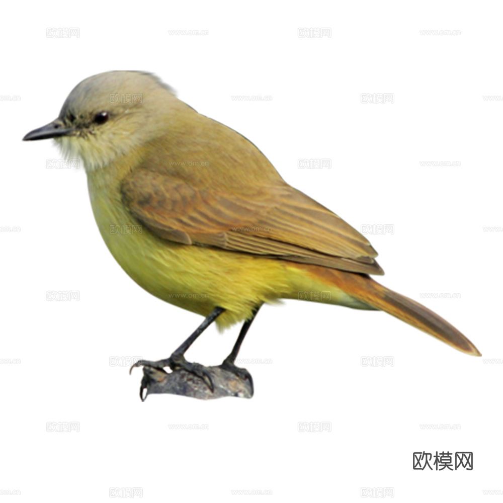 小鸟 鸟 飞禽