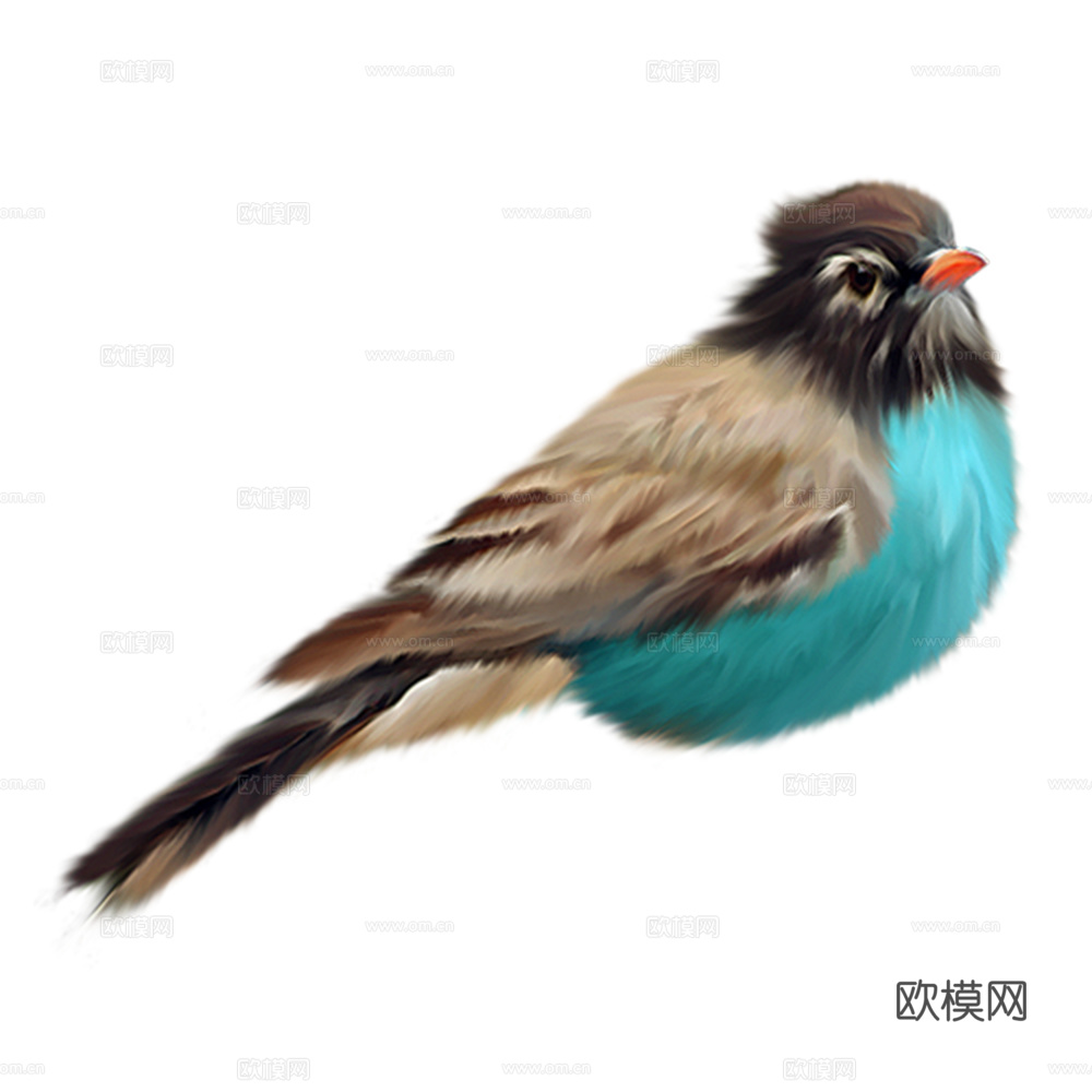 小鸟 鸟 飞禽