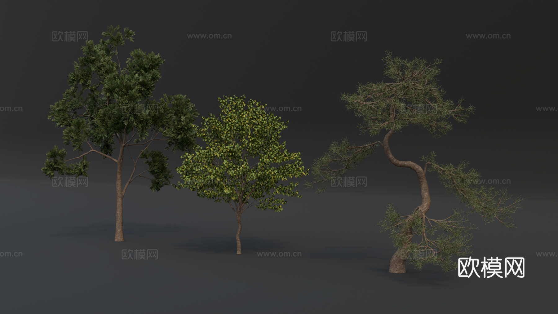 景观树 松树 树木 高精度树 行道树 大树su模型