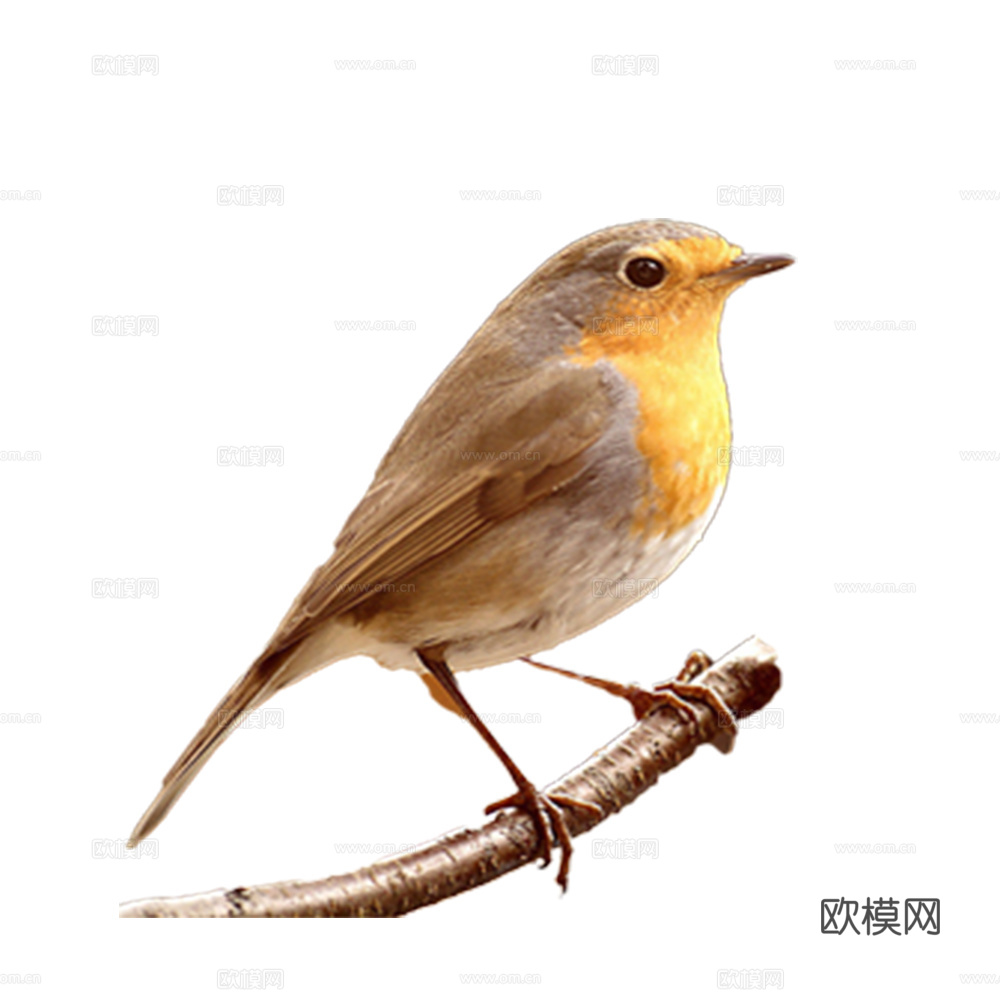 小鸟 鸟 飞禽