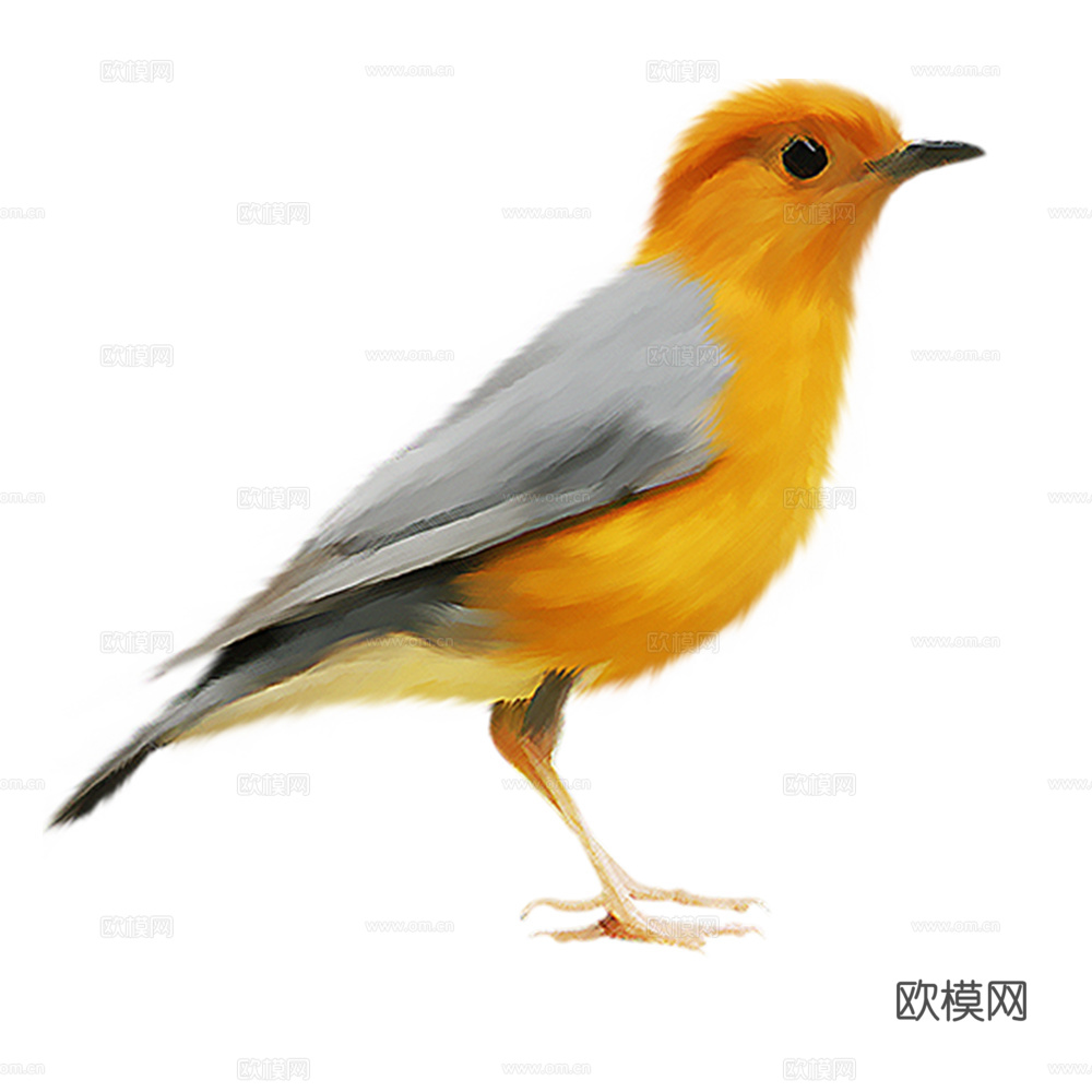 小鸟 鸟 飞禽