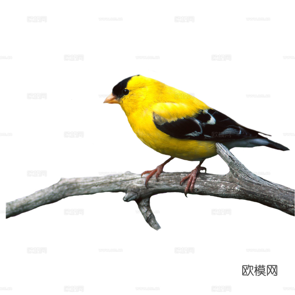 小鸟 鸟 飞禽