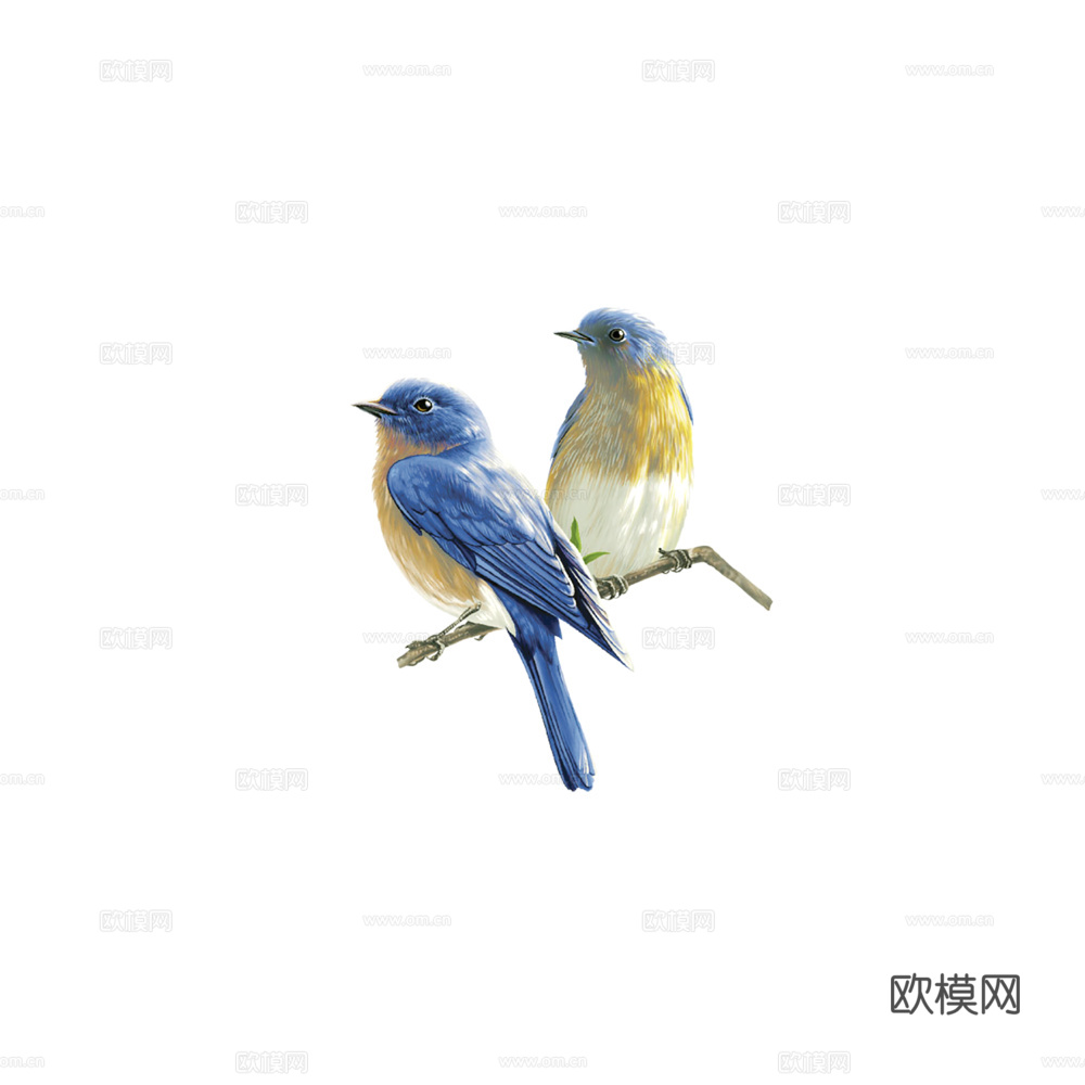 小鸟 鸟 飞禽
