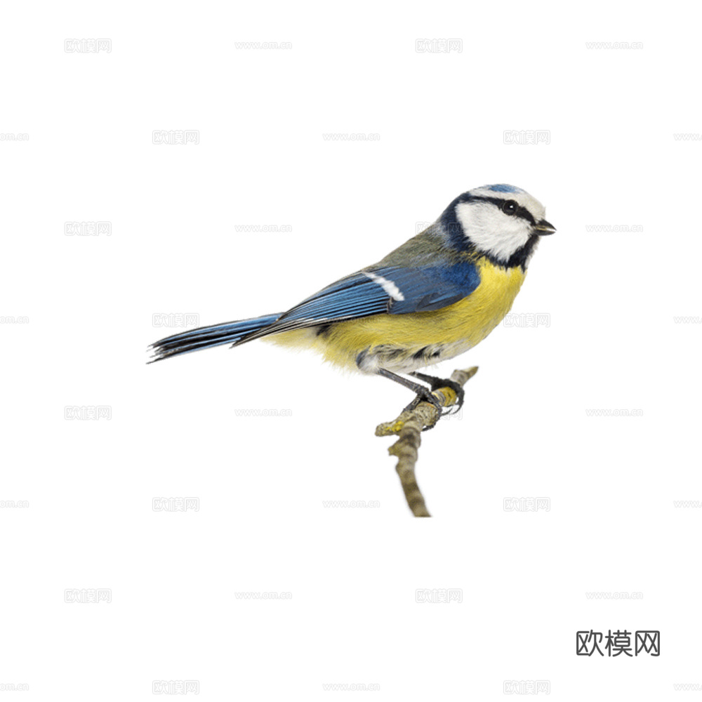 小鸟 鸟 飞禽