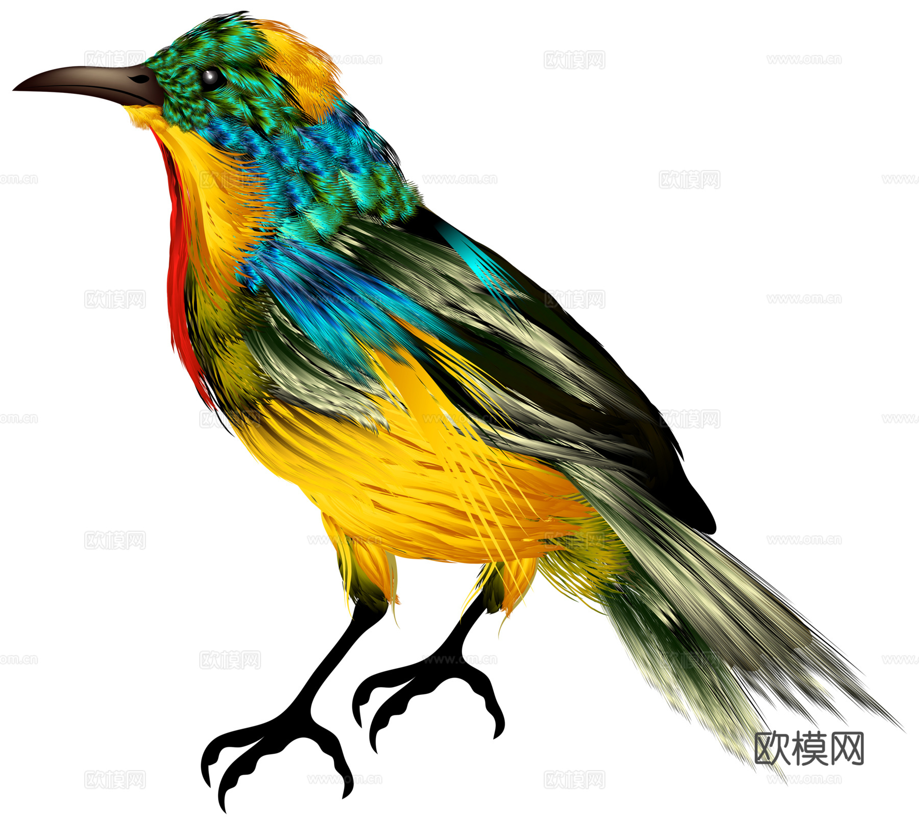 小鸟 鸟 飞禽