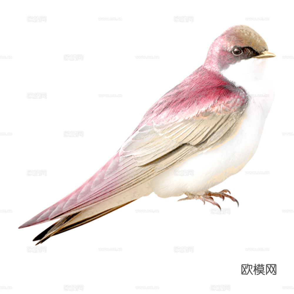 小鸟 鸟 飞禽