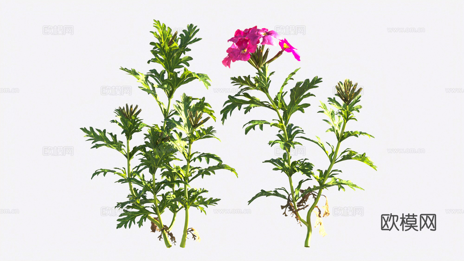 植物 花草 花卉3d模型
