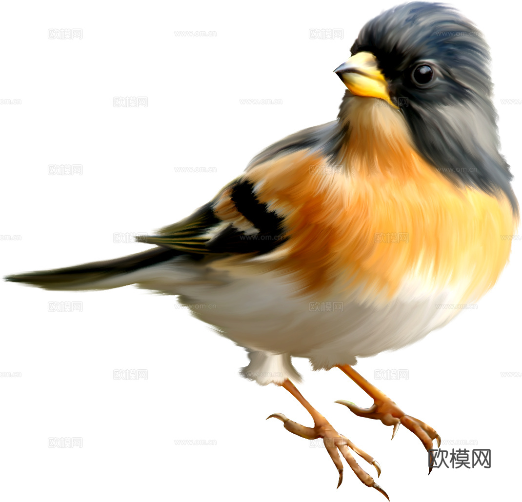 小鸟 鸟 飞禽