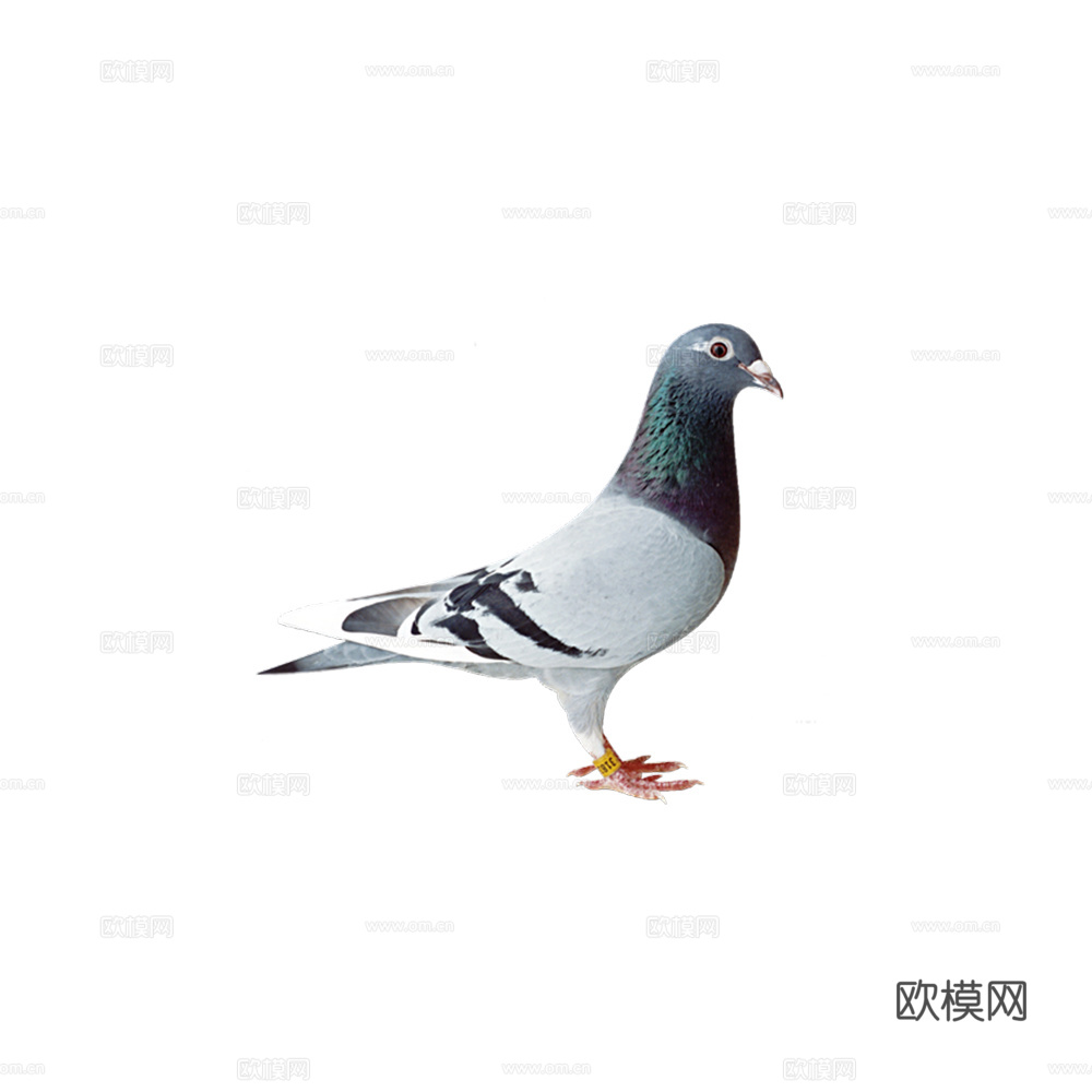小鸟 鸟 飞禽