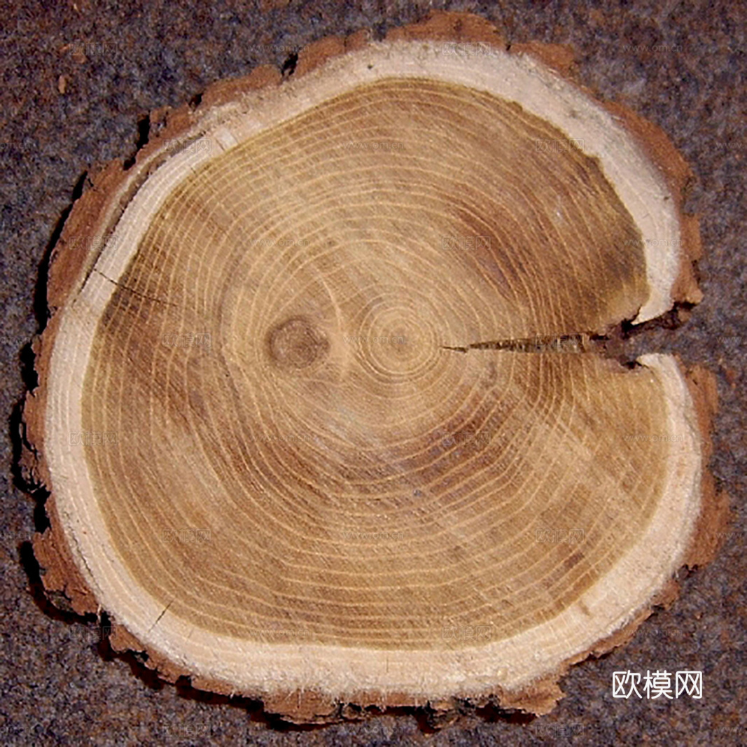 木材横截面