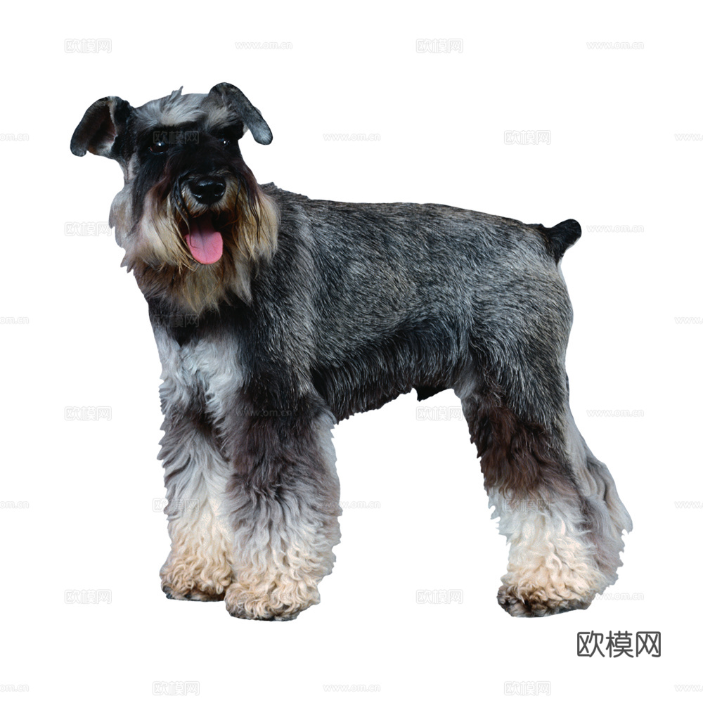 小狗 狗 动物