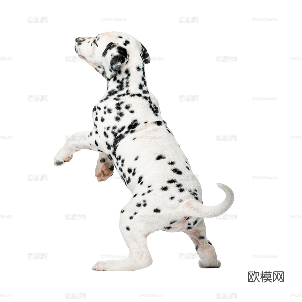 小狗 狗 斑点狗 动物