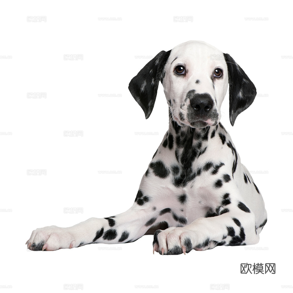 小狗 狗 斑点狗 动物