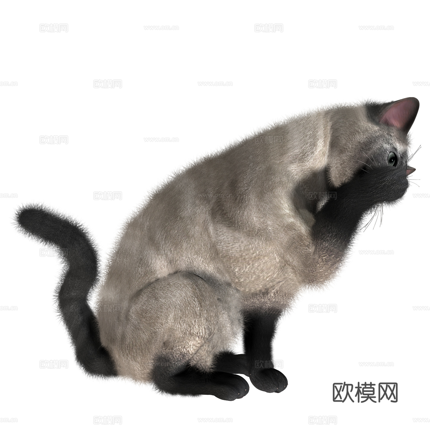 猫 小猫 动物