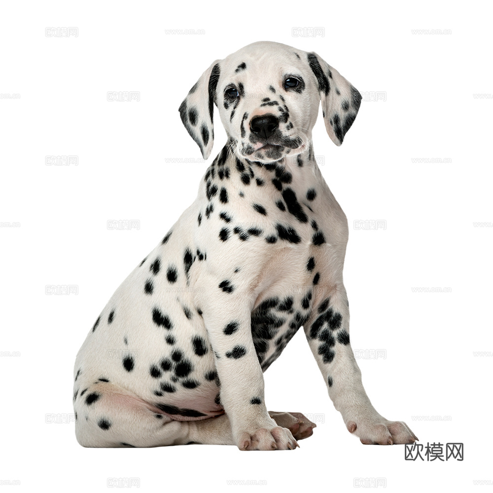 小狗 狗 斑点狗 动物