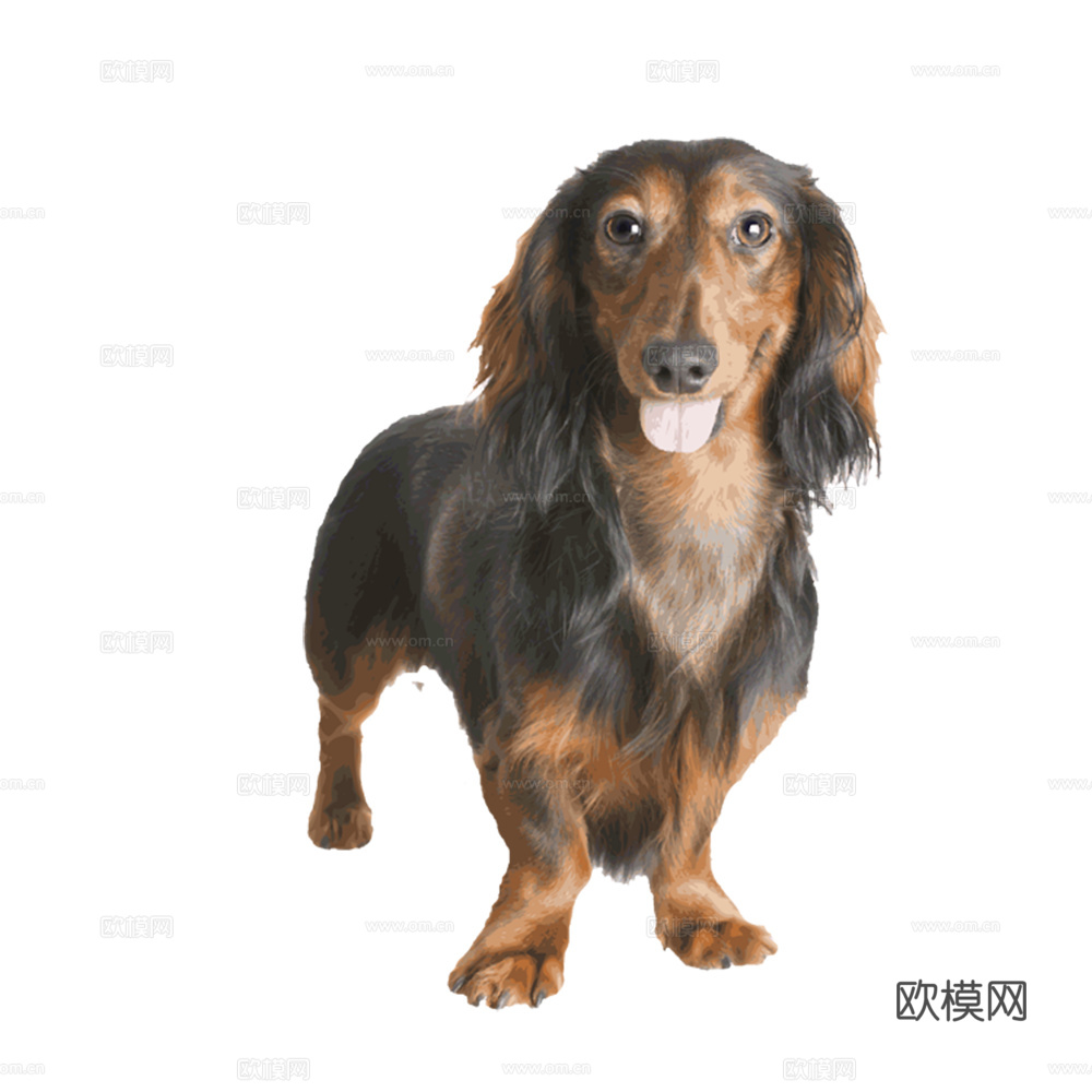 小狗 狗 动物下载