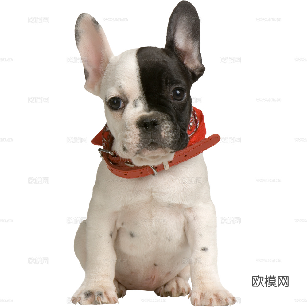 小狗 狗 动物
