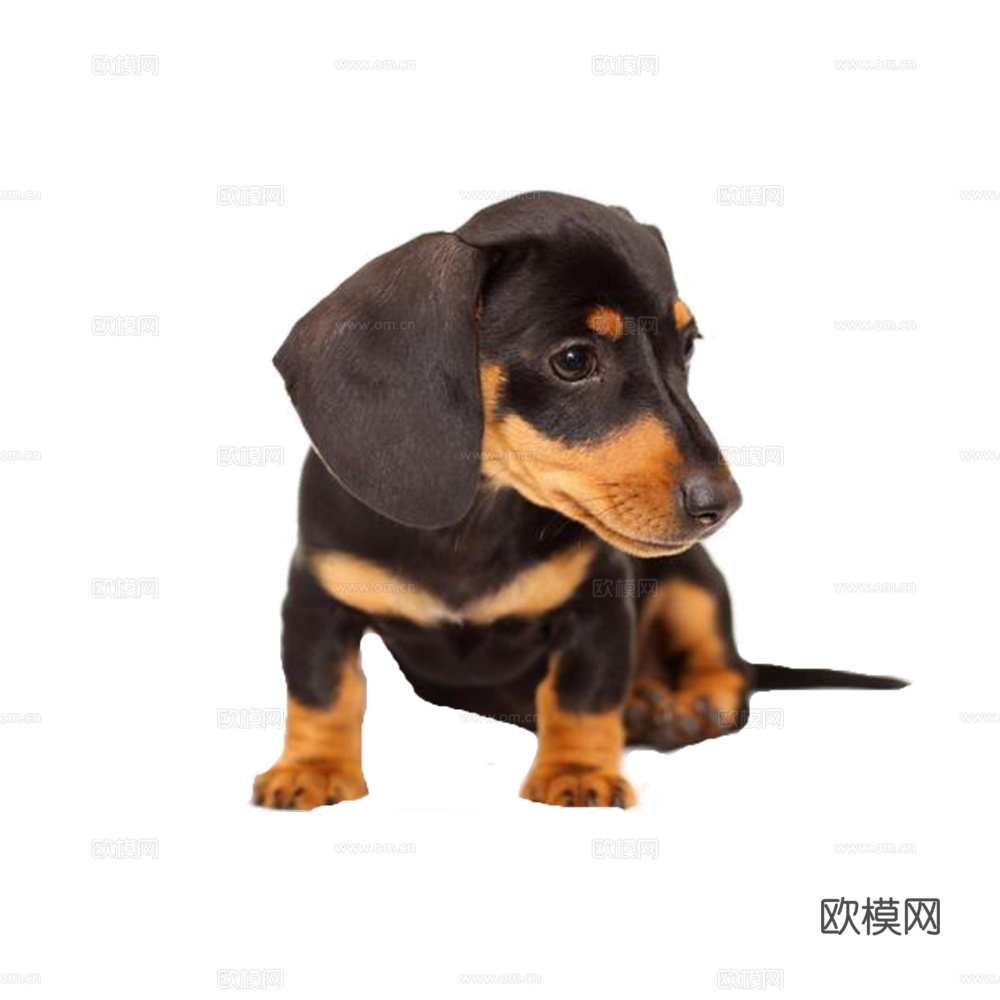 小狗 狗 动物