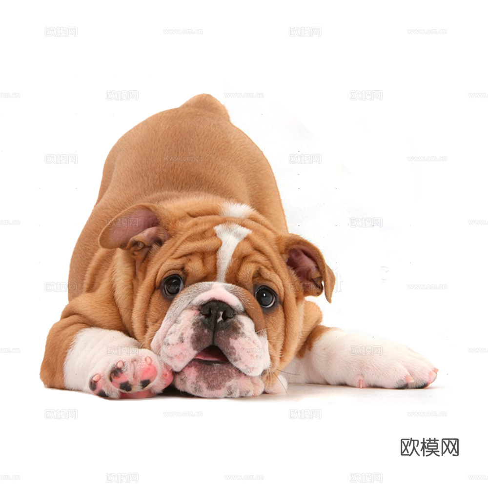 小狗 狗 动物下载