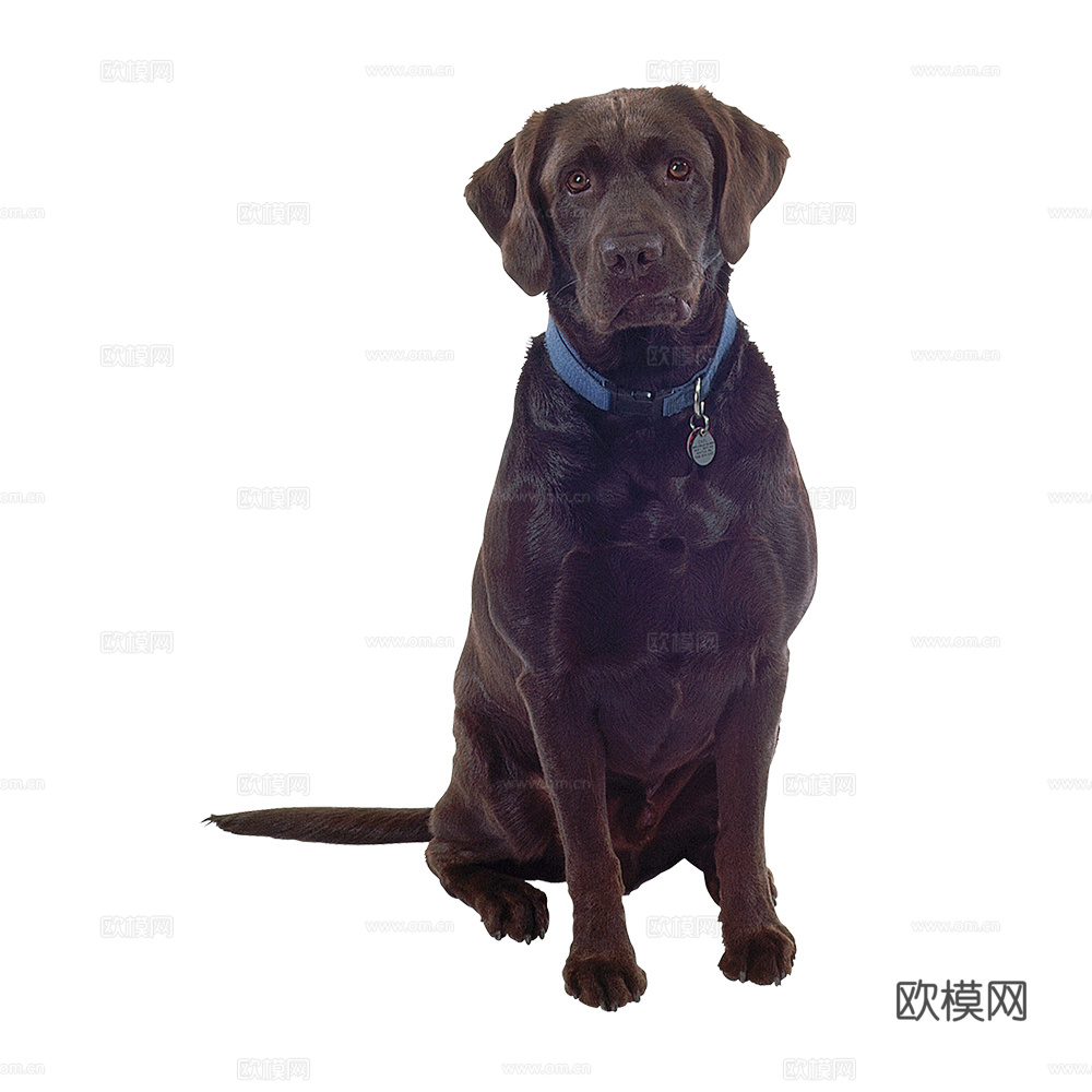 小狗  狗 动物下载