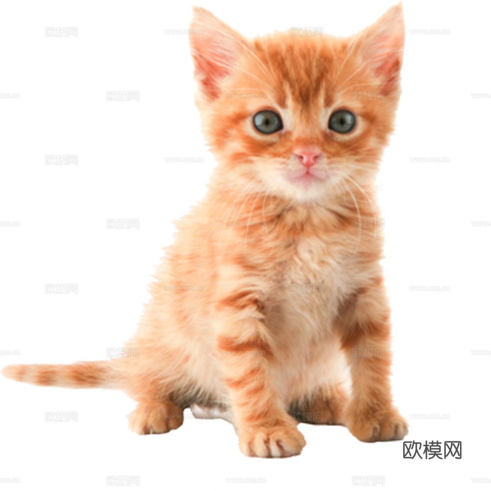 猫 小猫 动物