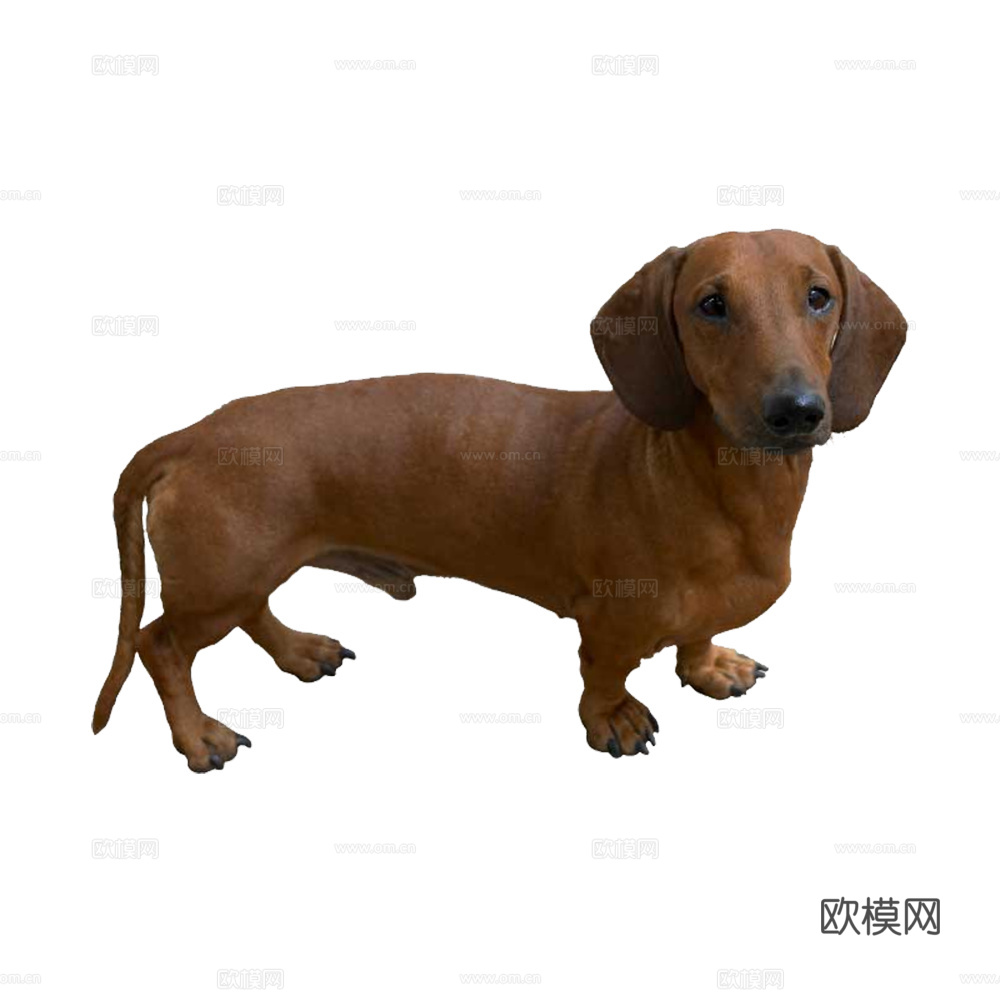 小狗 狗 动物下载