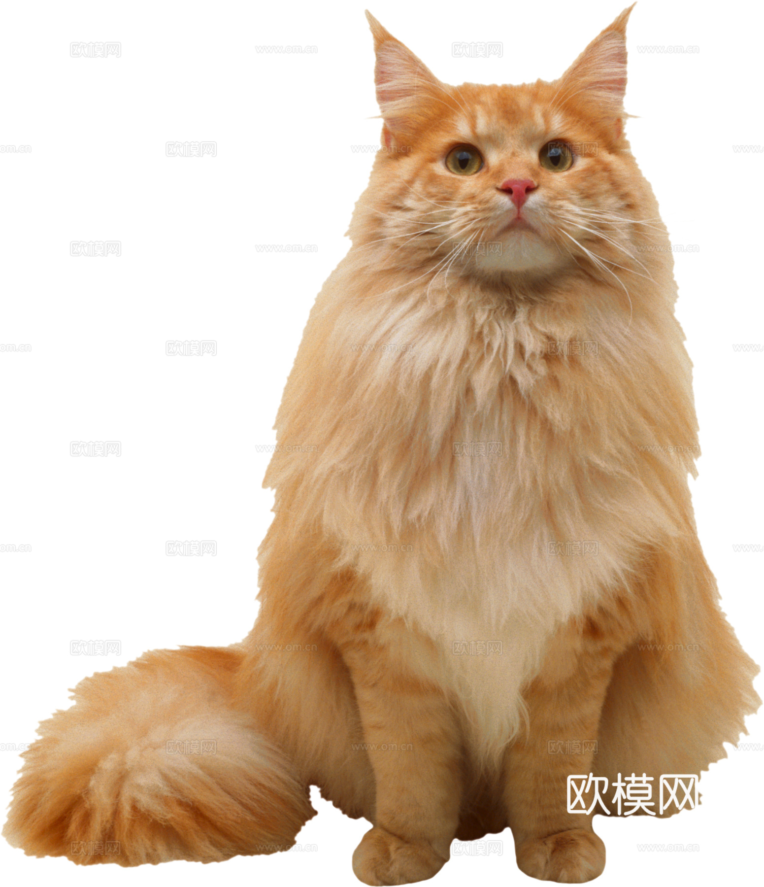 猫 小猫 动物