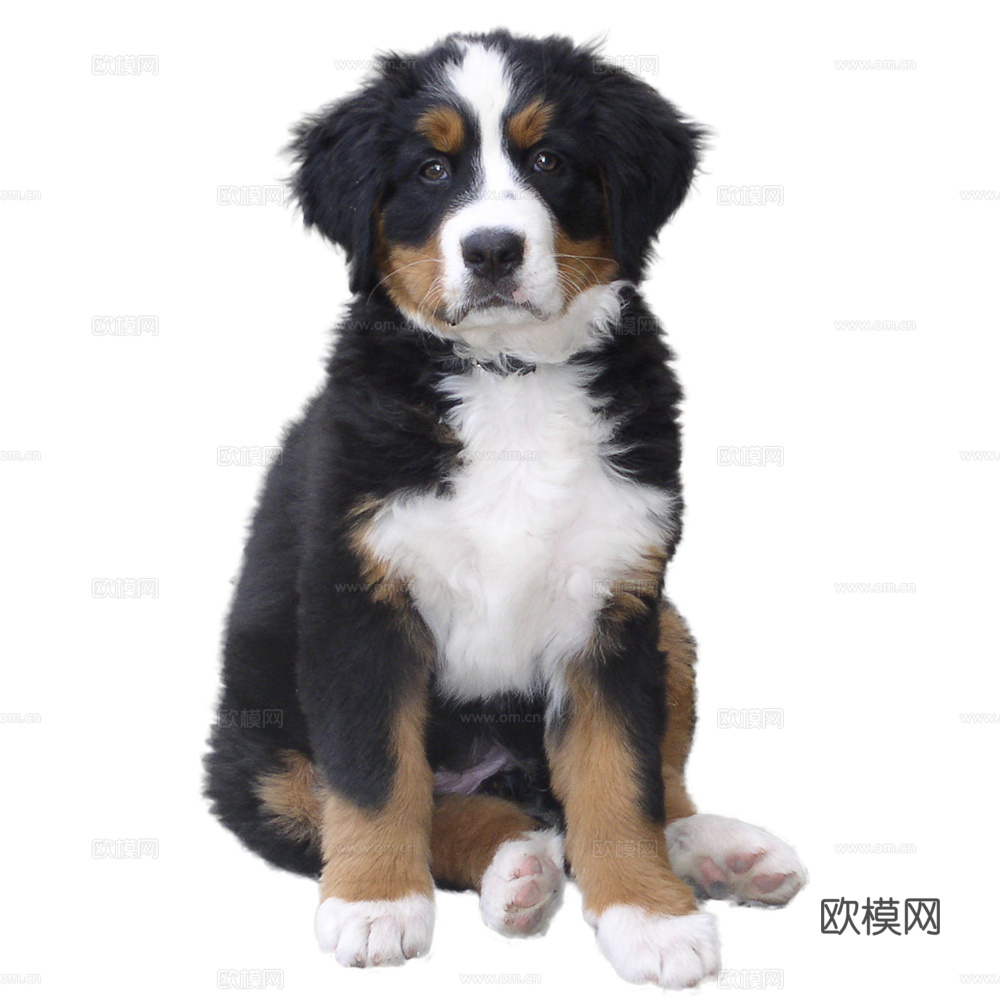 小狗 狗 动物